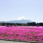 山といえば日本一の富士山★（以前撮った芝桜と富士山）