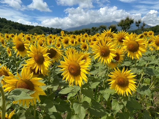 ひまわり畑🌻