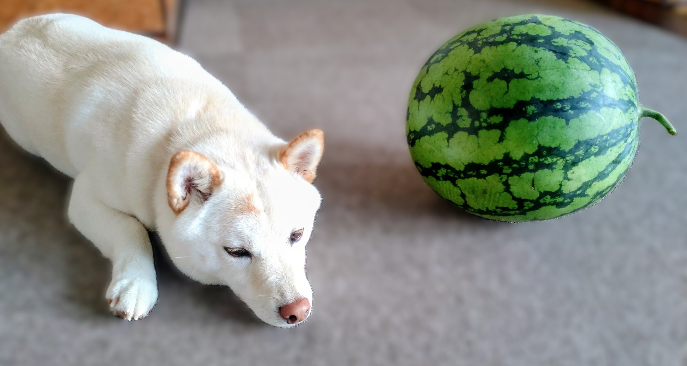 すいか🍉できました