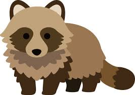 タヌキとの遭遇